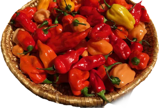 Selection: The Stuff from which the sauces are made