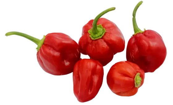 scotch bonnet